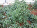 tomatoes at smiles old age home hyderabad